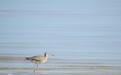 海口两大国家湿地公园生物多样性稳中有升