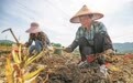 海曙“浙贝母”获全省首张 中药材“气候品质评价”优级标牌