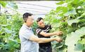 河北籍人才从京津等地回流现象明显 “北漂”变“归雁”