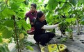 临江市大栗子街道深耕特色农业 奏响共富乐章