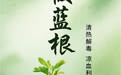 “AI”上中医药·每天认识一味中草药（9）｜板蓝根