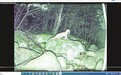 庐山保护区首次拍摄到豹猫夜间捕食彩色影像（图）