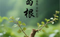 “AI”上中医药·每天认识一味中草药（7）｜葛根