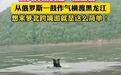黑熊横渡黑龙江“跨境游” 从俄罗斯游泳到中国！当地回应