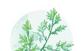 艾草千年香　从情诗本草到端午辟邪