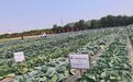 持续7天 免费开放！山东举办蔬菜优良品种展示开放活动