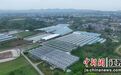 南京江宁打造“红果”产业 构建现代化农业产业体系