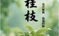 “AI”上中医药·每天认识一味中草药（14）｜桂枝
