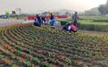 图们：鲜花“绣”出城市高颜值