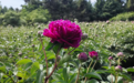 长春公园芍药花海邀您共赏