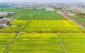 “万”卷蓝图，“石”代争先|万石“耕”新！“种”出农业好风景