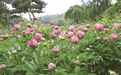 长春公园芍药开了