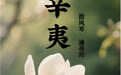 “AI”上中医药·每天认识一味中草药（16）｜辛夷