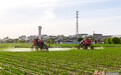 甘州玉米制种夏管忙