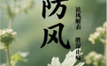 “AI”上中医药·每天认识一味中草药（15）｜防风