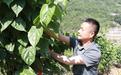 安康市岚皋县：株株豆腐柴成家家欢喜路