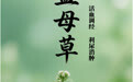 “AI”上中医药·每天认识一味中草药（11）｜益母草