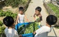 肥东县新安幼教集团：小小菜农“趣”卖菜