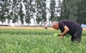 【组图】河北肃宁：“韭苔丰收”销京津