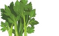 这五种常见食物　竟是天然降压药