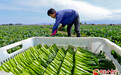 农户采收忙　甘州夏菜热销港澳