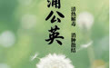 “AI”上中医药·每天认识一味中草药（18）｜蒲公英