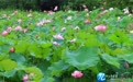 “荷”你相约 浪漫濂溪（图）