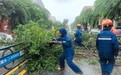 台风“蝴蝶”致陵水椰林镇多处树木倒伏 直击清障现场→