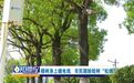 赣州章贡区章江北大道一排樟树身上缠电线 市民期盼给树“松绑”