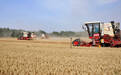 2.6万台收割机上阵 德州800多万亩小麦大面积收获