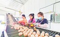 上高县：富硒鸡蛋变“金蛋”（图）