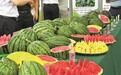 种植面积减少2.6% 产量增长8.5% 甬产西瓜的“逆增逻辑”