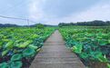 贵溪：夏日荷花香（图）