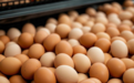 市场供应充足，山东蛋价创近5年新低