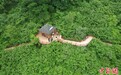 河北秦皇岛：“植物活化石”天女花绽放