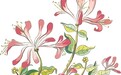 炎炎夏日 喝金银花茶最搭