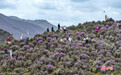 高原花海正当时　天祝数十万亩高山杜鹃染群山