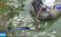 用建筑垃圾铺设便道致鱼塘死鱼10万斤？中铁四局回应！