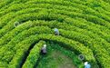 泰和县：茶园修剪管护忙（图）