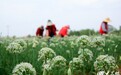 临沂：“订单”韭菜花采摘供应市场