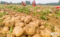 临沂：订单土豆收获忙