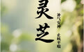 “AI”上中医药·每天认识一味中草药（25）｜灵芝