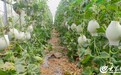 临沂：玉菇甜瓜喜丰收 甜蜜产业助增收