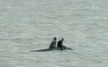 25分钟生死营救 珠海海上搜救中心成功救起2名落水者