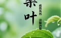 “AI”上中医药·每天认识一味中草药（33）｜桑叶