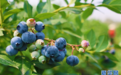 河南社旗：蓝莓飘香采收忙