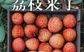 鼓楼的荔枝，鲜！