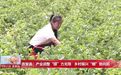 农安县：产业调整“膜”力无限 乡村振兴“棚”勃向前
