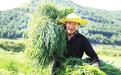 岷县田间地头猫尾草收割忙