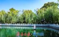 泉涌如珠映晨光 济南珍珠泉夏日清晨氛围感拉满